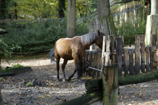Ogród zoologiczny w Děčínie